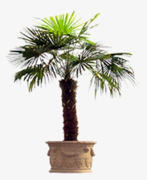 Vnvn Web Design Product - 植物 贴 图 #4281396