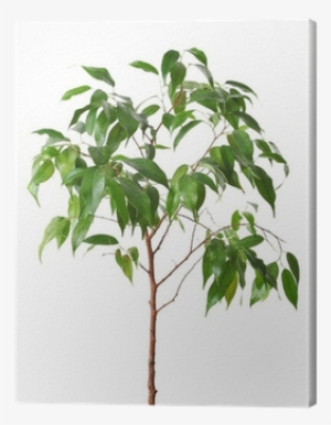 Green Ficus Tree Isolated White - Weeping Fig #4281423