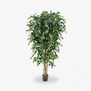 Artificial Ficus Exotica Deluxe 180 Cm Green - Artificial Areca Palm Tree #4281524