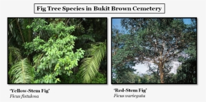 The Most Common Fig Trees Found At Bukit Brown Are - Common Fig #4281552