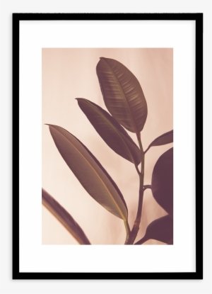 Blushing Ficus No I - Twig #4281574