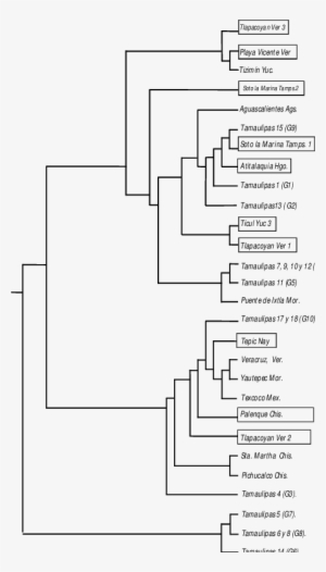Msp1a Cepas De Estudio En Recuadro Y Cepas Mexicanas - Arbol Filogenetico De Allium Cepa #4283149