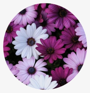Tumblr Flower Flowers Flores Purple White Blanco Morado - Spanish Daisy 'akila' Mix #4283700