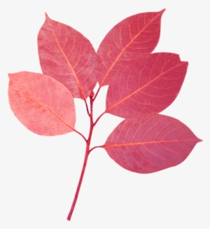 Flores Y Hojas Png #4283864