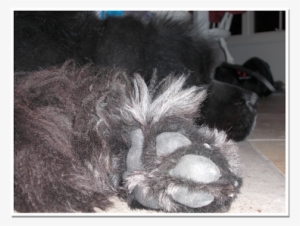 Couple The Big Paw Situation With The Fact That This - Hooded Skunk #4286417