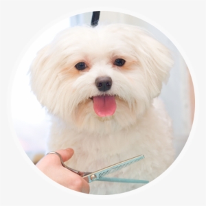Home-icon A White Dog Having A Hair Cut - Pawlished Paws Boutique & Spa #4286439