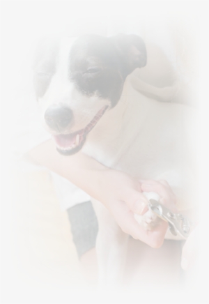 Pre-surgical Policy - Pit Bull #4286488