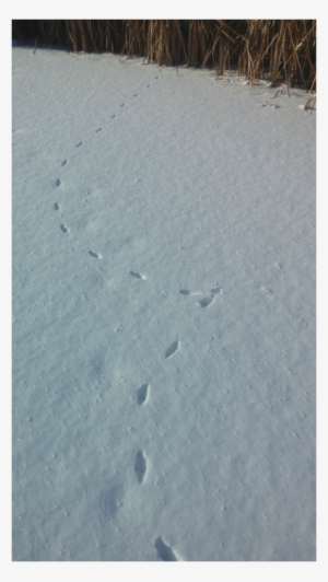 Picture - Earth #4286540