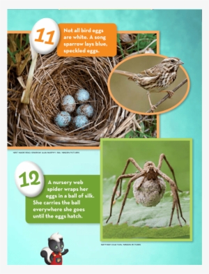 Eggs Ranger Rick Jr April 2016 - Ranger Rick #4287063