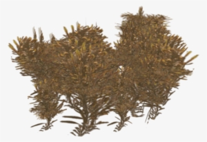 Sargasso Weed - Sargassum Png #4287652
