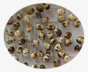 While Our Eggs Range Between Large And Extra Large - Rum Ball #4287845