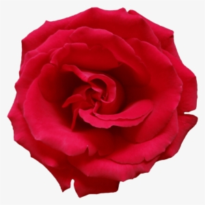 Free Png Red Rose Png Images Transparent - Light Red Rose Png #4287906