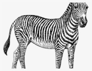 Weird Harry Potter Sunglasses #4288582