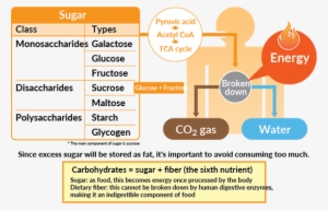 An Efficient Energy Source - Food Energy Source Human Body #4288666