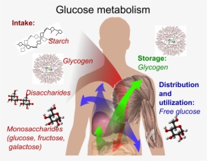 Glucose Metabolism And Various Forms Of It In The Process - Diabetes Is A Metabolism Disorder #4288859