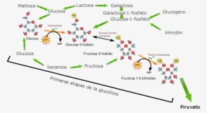 Open - Metabolic Reactions That Make Up Glycolysis #4289005