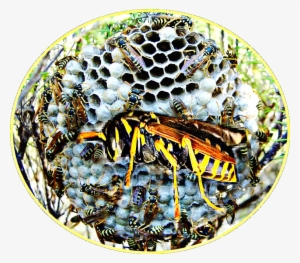 Paper Wasp #4289062