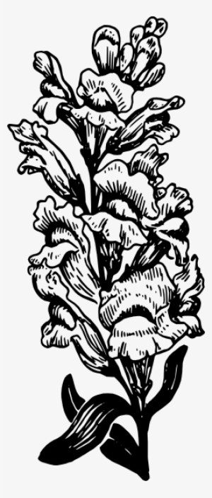 Snapdragon Drawing #4289248