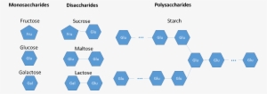 Monosaccharides Are Glucose, Fructose, Galactose - Carbohydrate #4289586