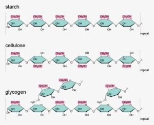 Starch Cellulose And Glycogen #4289986