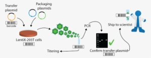 Diagram Of Viral Production - Mycoplasma #4293883