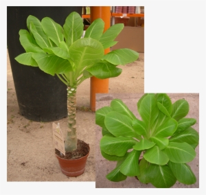 El Factor Más Importante En El Buen Mantenimiento De - Flowerpot #4297114