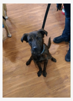 Snickers Adopted Into A Forever Home - Companion Dog #4297469