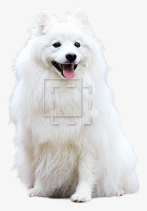 Parent Category - Sweet Happy Fluffy White Spitz Puppy Dog Pet Journal #4298035