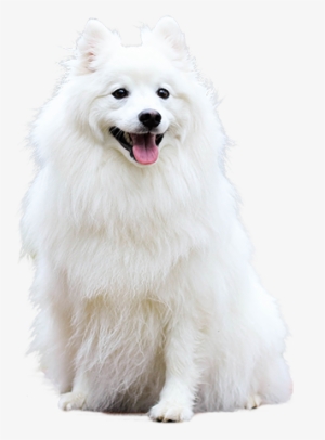 With Santa Hat Png Svg Transparent Download A Cutout - Sweet Happy Fluffy White Spitz Puppy Dog Pet Journal #4298086