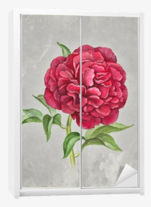 Watercolor Peony Flower - Watercolor Painting #430156