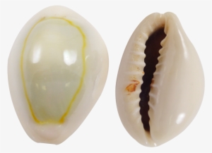 Ring Top Cowrie Shells - Ring Top Cowrie Shells Seashells .5-.75" 1 Kilo #430308 Ring Top Cowrie Shells - Ring Top Cowrie Shells Seashells .5-.75" 1 Kilo #430308