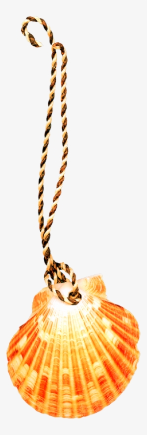 Png 683*2019 - Seashell #430392