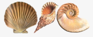 Documents And Designs Beach Sand With Shells Png - Shell #430609