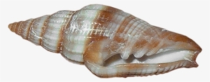 Beach Sand With Shells Png Download - Sea Snail Transparent Background #430917