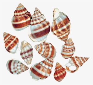 0, - Sea Snails Snail Png #431188