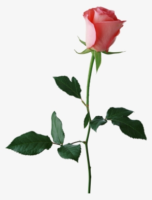 Rose Flower Transparent Background #431571