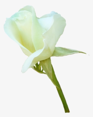 White Rose For Valentine's Day - Gardenia #432179
