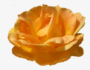 Rosa Zonta Orange Rose Image - Clip Art #432360