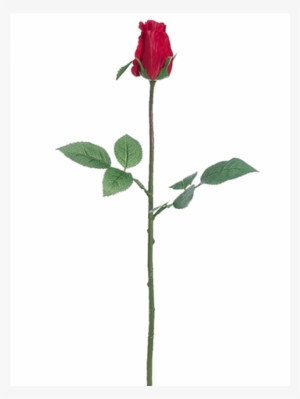 5" Rose Bud Spray Red - Floribunda #432483