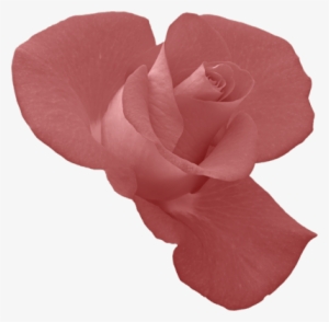 Rosebud - Indabo Z Urukundo #433071