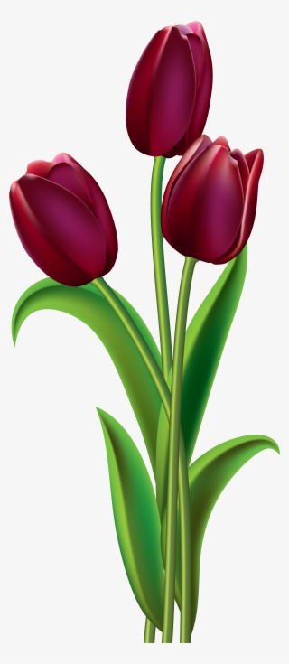 Яндекс - Фотки - Purple Tulips Clip Art #433591