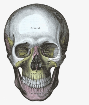 20, 13 December 2005 - Grays Anatomy Skull #434143