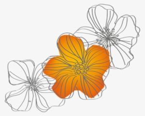 Flowers Spring Nature Orange Summer Yellow - Chinese Hibiscus #435442