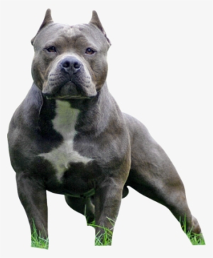 American Bully Psd Americanbullypsdpng - Pet Store Montego Bay #437977