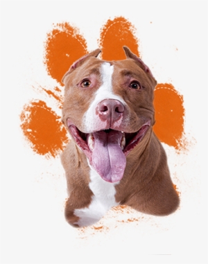 [pit Bulls] Are Among The Most Misunderstood And Because - American Pitbull Terrier Png #438270