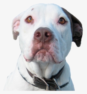 We Can't Save Her Without You - Transparent Pitbull Dog Png #438288