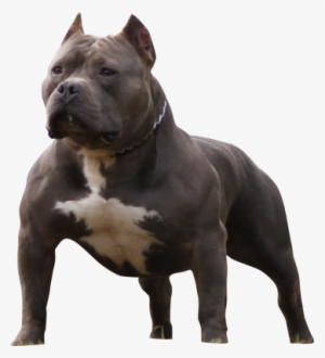 Ear Crop American Bully #438404