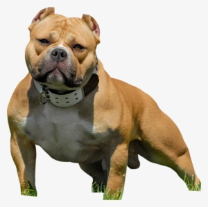 American Bully - American Bully Pitbull Png #438519