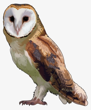 Lechuzas Sin Fondo Png #438539