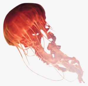 Medusa Package Includes Monthly Updates & Managed Hosting - Medusa De Mar Png #438651